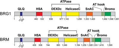 The role of SWI/SNF chromatin remodelers in the repair of DNA double strand breaks and cancer therapy